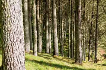  Awakino Forest Cutting Right, Awakino
