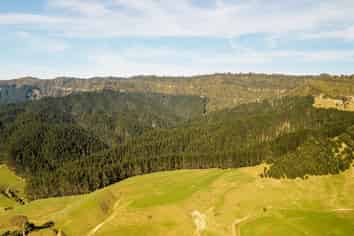  Awakino Forest Cutting Right, Awakino
