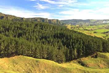  Awakino Forest Cutting Right, Awakino