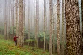  Awakino Forest Cutting Right, Awakino
