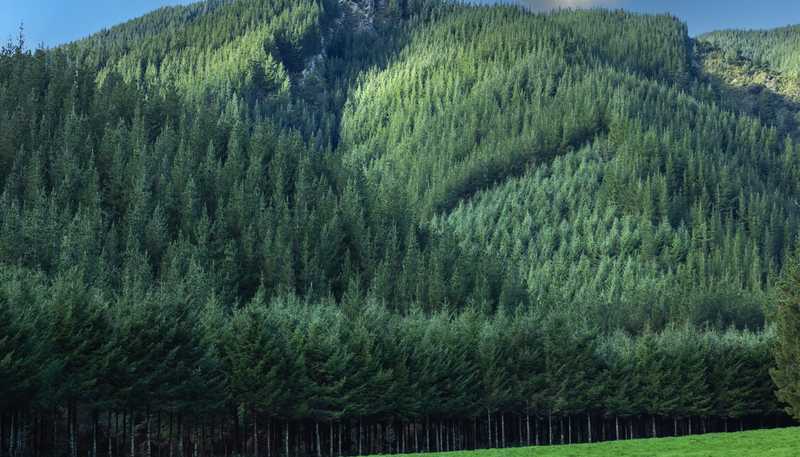  Rocky Creek Forest, Havelock