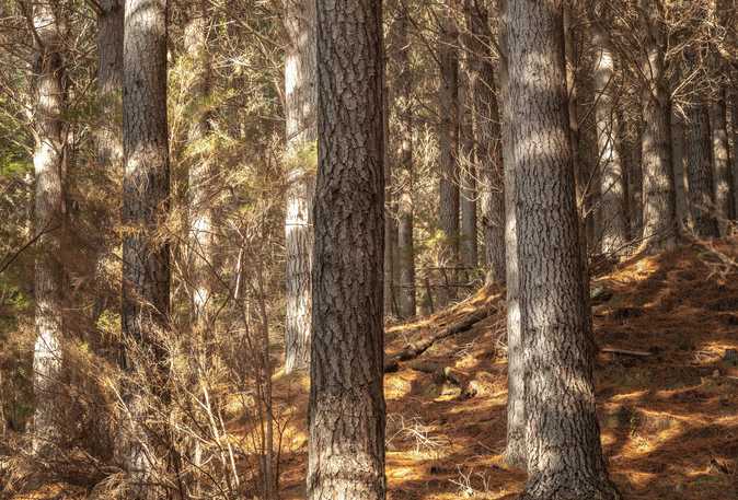  Rocky Creek Forest, Havelock