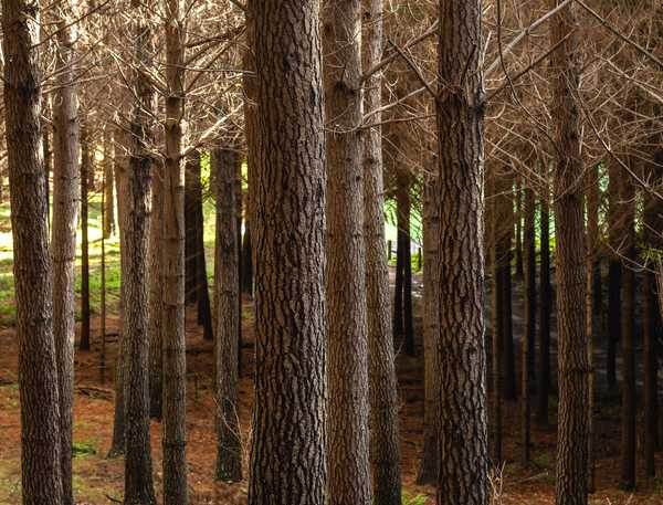  Rocky Creek Forest, Havelock