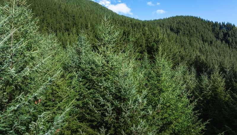  Rocky Creek Forest, Havelock