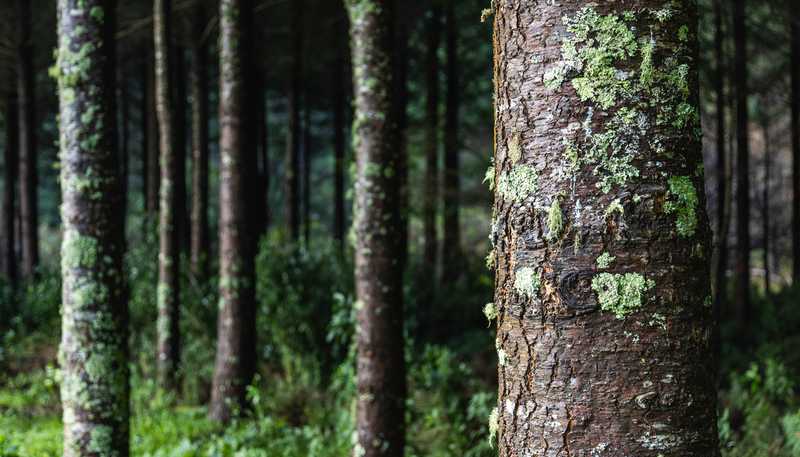  Rocky Creek Forest, Havelock