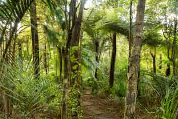 70 Mountain Road, Henderson Valley
