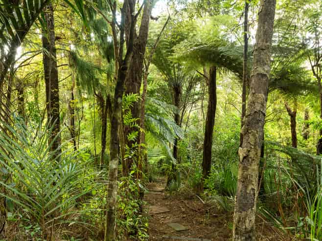 70 Mountain Road, Henderson Valley