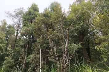 Lot 74 Sanctuary Place, Kumara Junction