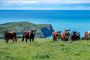 689 Le Bons Bay Road, Le Bons Bay