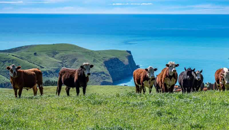 689 Le Bons Bay Road, Le Bons Bay