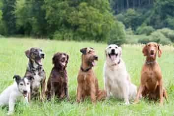 Boarding Kennels and Cattery FHGC Opportunity
