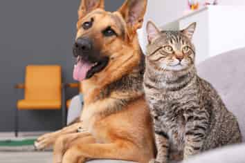 Boarding Kennels and Cattery FHGC Opportunity
