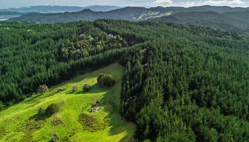  Motukiore Forest, Okaihau