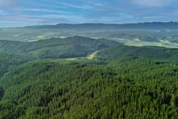  Motukiore Forest, Okaihau
