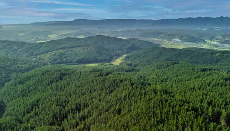 Motukiore Forest, Okaihau