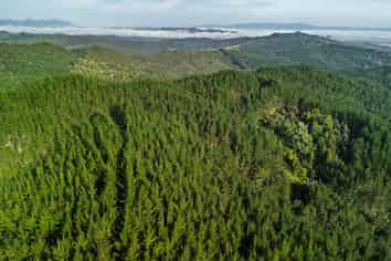  Motukiore Forest, Okaihau
