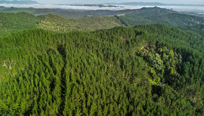  Motukiore Forest, Okaihau