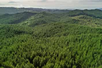  Motukiore Forest, Okaihau