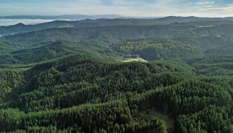  Motukiore Forest, Okaihau
