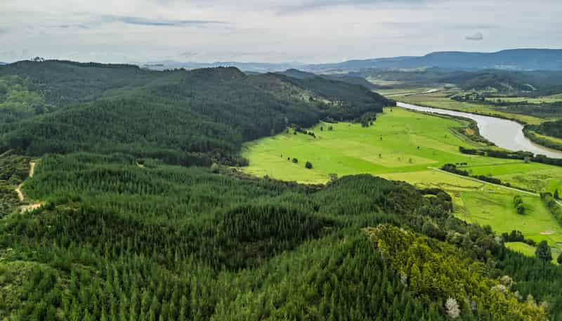  Motukiore Forest, Okaihau