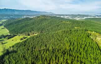  Motukiore Forest, Okaihau