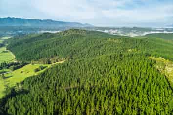  Motukiore Forest, Okaihau