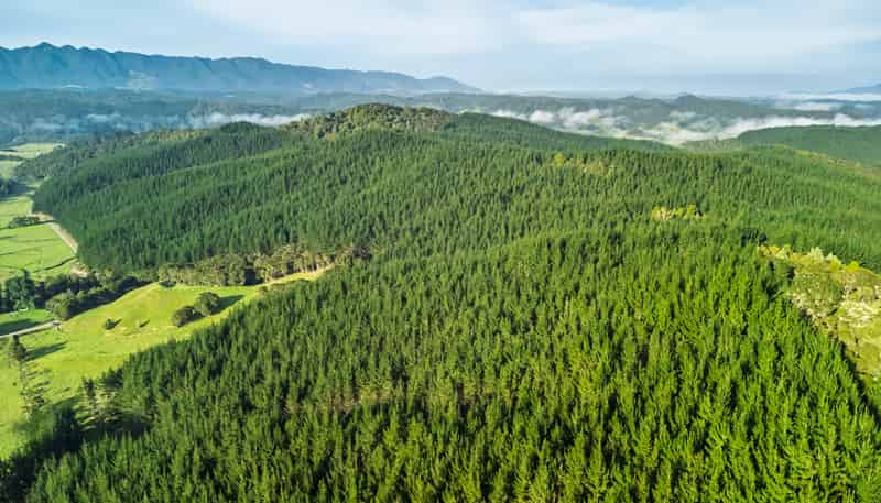  Motukiore Forest, Okaihau