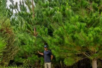  Motukiore Forest, Okaihau