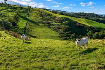 194E Pekanui Road, Pirongia