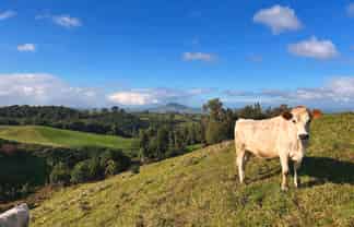 194E Pekanui Road, Pirongia