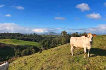 194E Pekanui Road, Pirongia