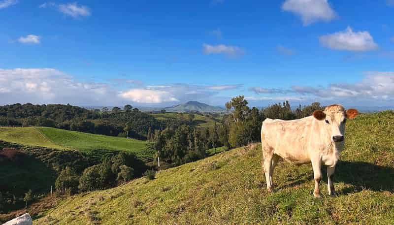 194E Pekanui Road, Pirongia