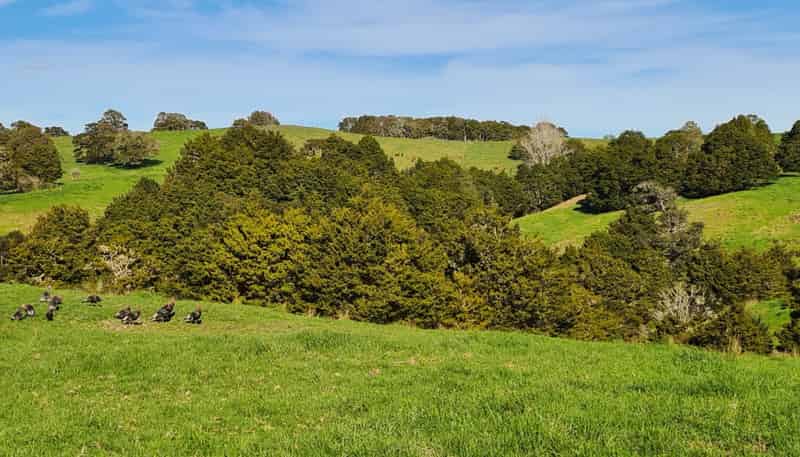  Wairere Road, Maungaturoto