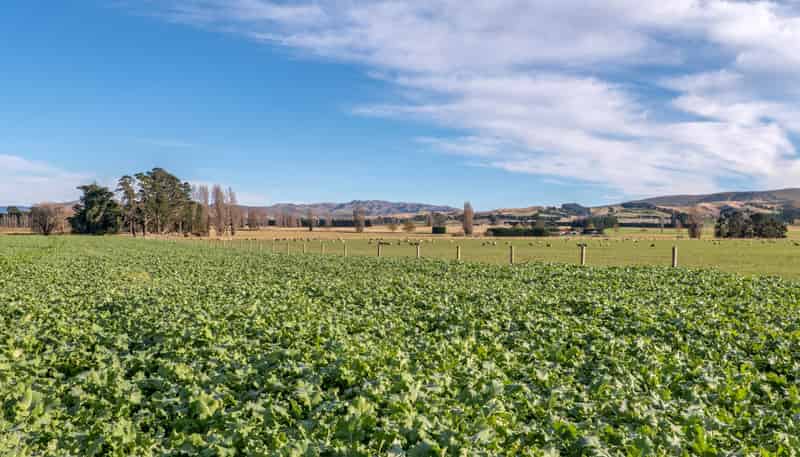 274 Glenmark Drive, Waipara