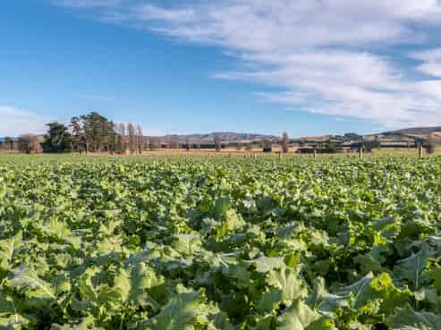274 Glenmark Drive, Waipara