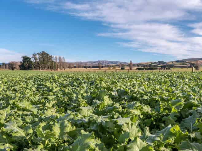 238, 314 a Glenmark Drive, Waipara