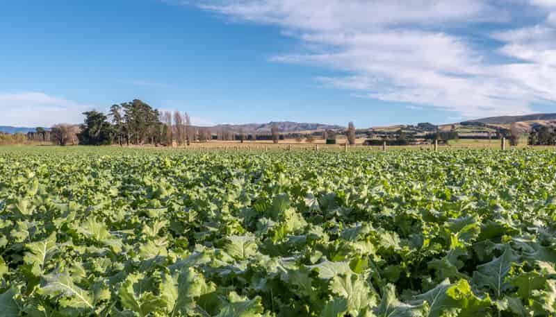 274 Glenmark Drive, Waipara