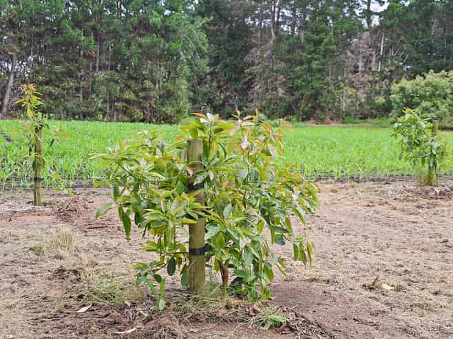 Lot 1, DP 166343 Journeys End, Tapora