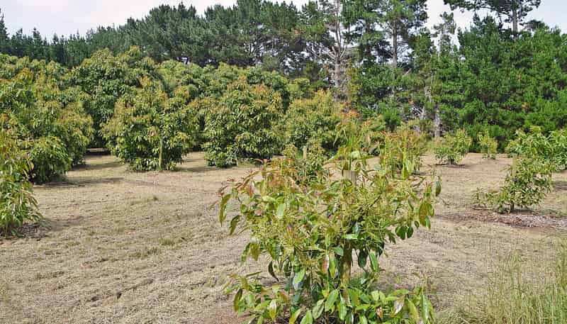 Lot 1, DP 166343 Journeys End, Tapora
