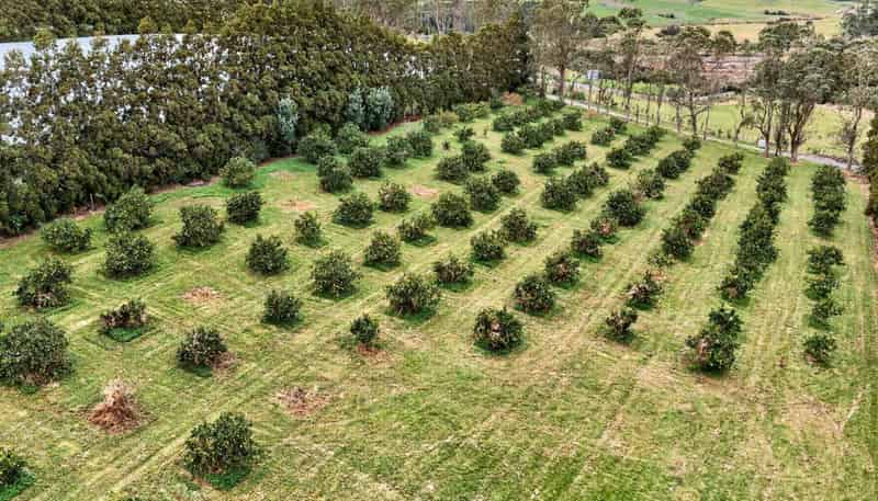 Lot 1/69a Vineyard Lane, Mangawhai