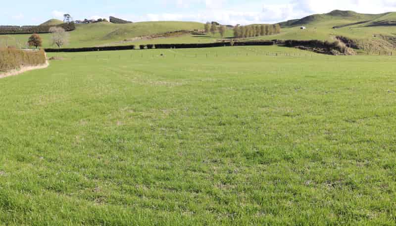 Before 775 Bird Road, Pukengahu