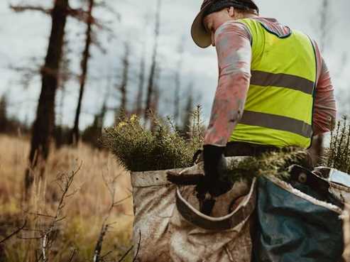 Silviculture Specialists | South Island
