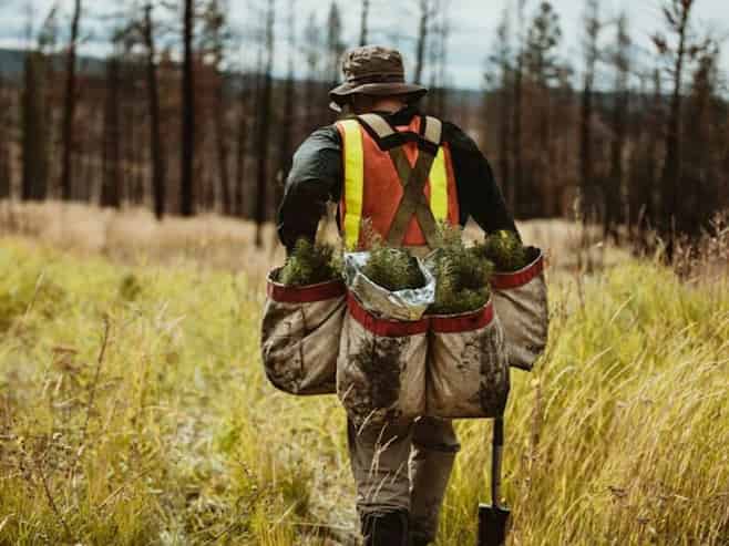 Silviculture Specialists  | South Island