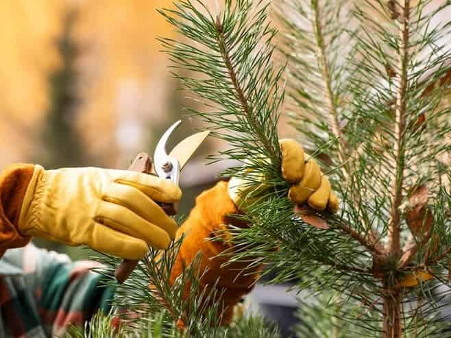 Silviculture Specialists  | South Island