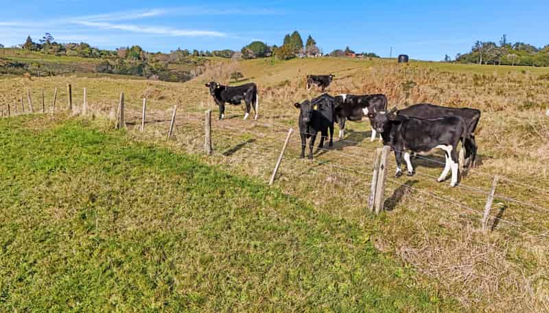 20 Laurel Drive, Whakamarama
