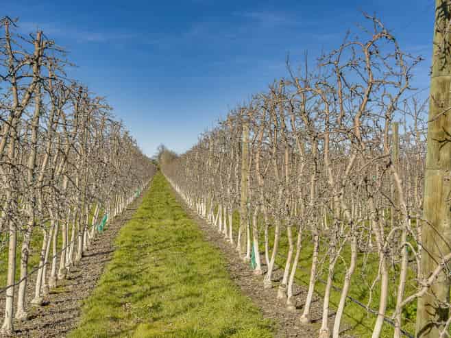  Kiwi Crunch Orchard Portfolio, Twyford