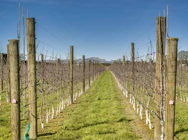  Kiwi Crunch Orchard Portfolio, Twyford