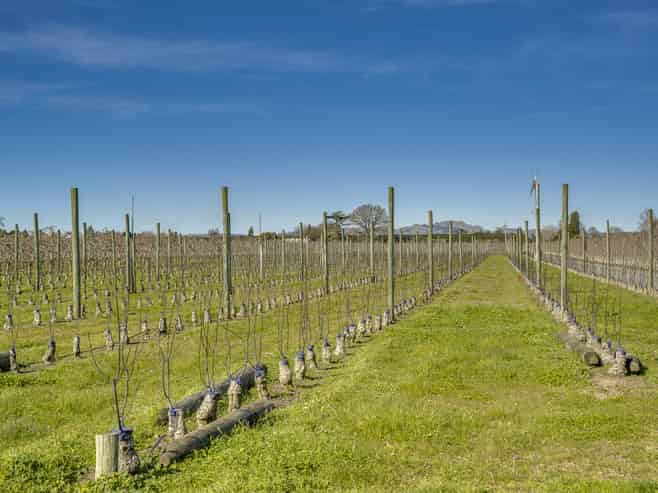  Kiwi Crunch Orchard Portfolio, Twyford