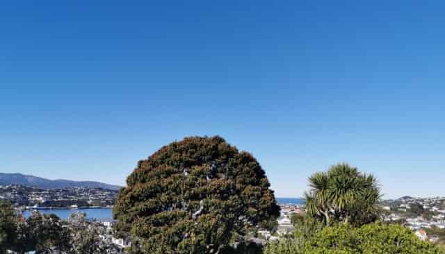 3/71 Rakau Road, Hataitai