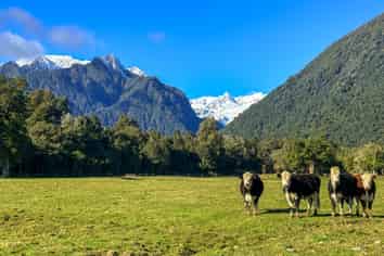 288 State Highway 6, Fox Glacier